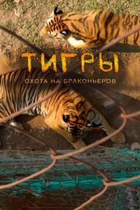 Тигры: Охота на браконьеров Тигры: Охота на браконьеров