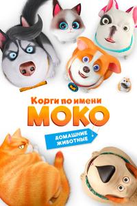Корги по имени Моко. Домашние животные Корги по имени Моко. Домашние животные