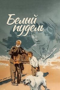 Белый пудель Белый пудель